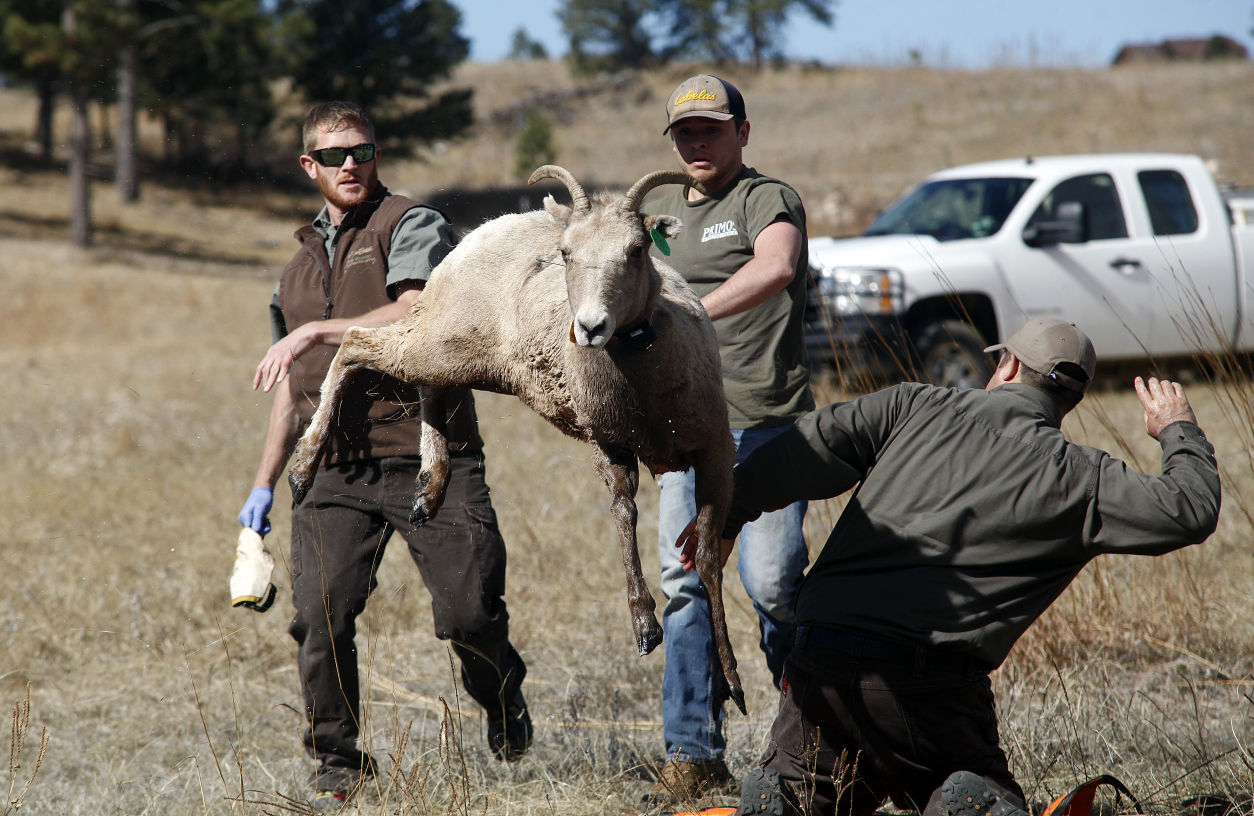 031216-nws-bighorn012.JPG